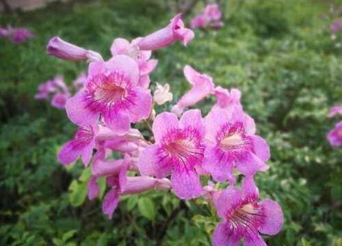 紫云藤花期是什么时候