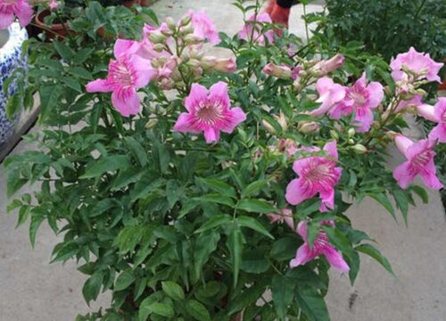 紫云藤花期是什么时候