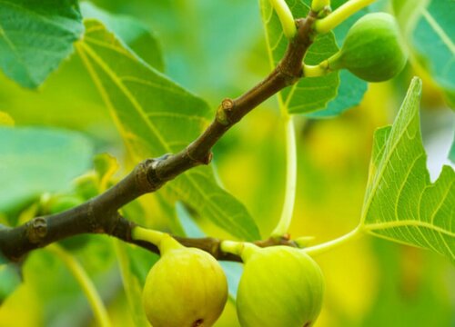 无花果什么时候栽种合适