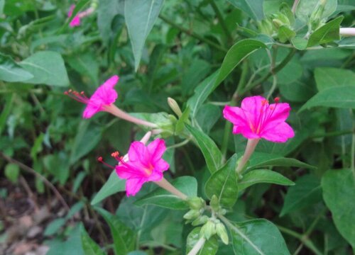 烟草花几点开花时间
