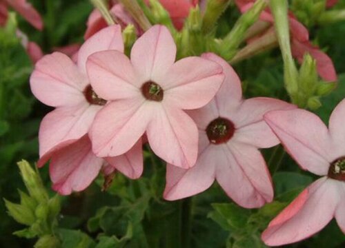 烟草花几点开花时间