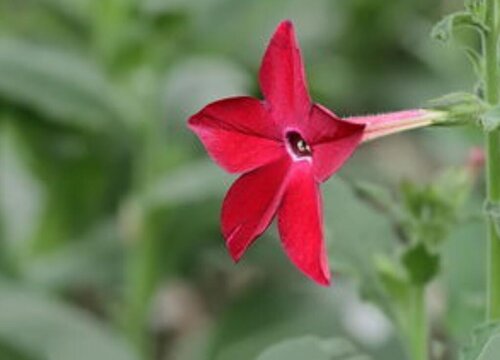 烟草花几点开花时间