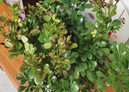 米兰黄叶是什么原因