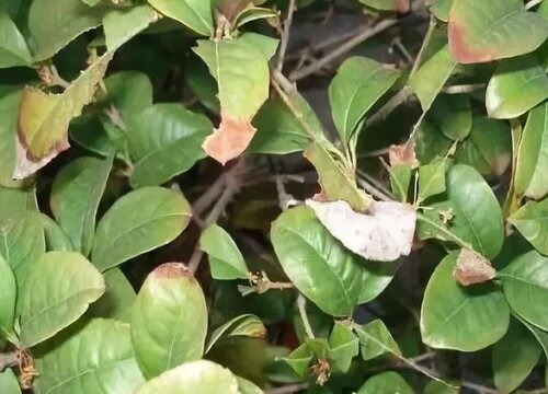 米兰黄叶是什么原因