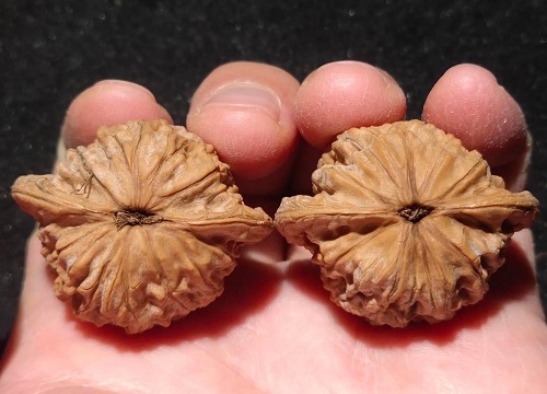 文玩核桃什么品种好盘好看