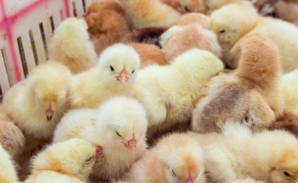 刚孵出来的小鸡怎么养活