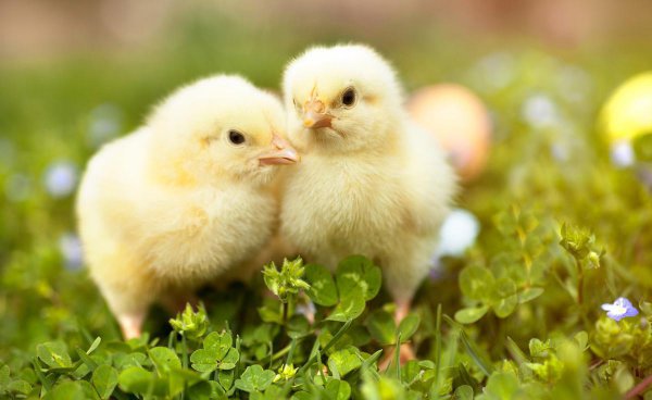 刚孵出来的小鸡怎么养活