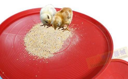 刚孵出来的小鸡怎么养活