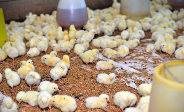 刚孵出来的小鸡怎么养活