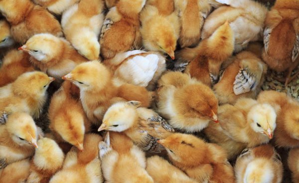 刚孵出来的小鸡怎么养活