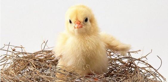 刚孵出来的小鸡怎么养活