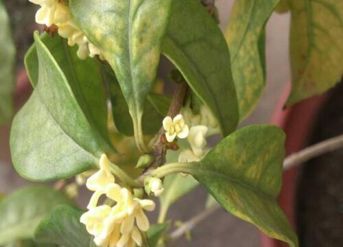 桂花叶片发黄的原因及养殖技巧