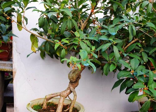 桂花叶片发黄的原因及养殖技巧