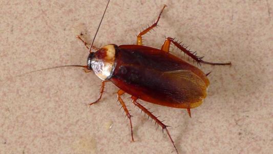 世界最强昆虫排名