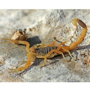 世界最强昆虫排名