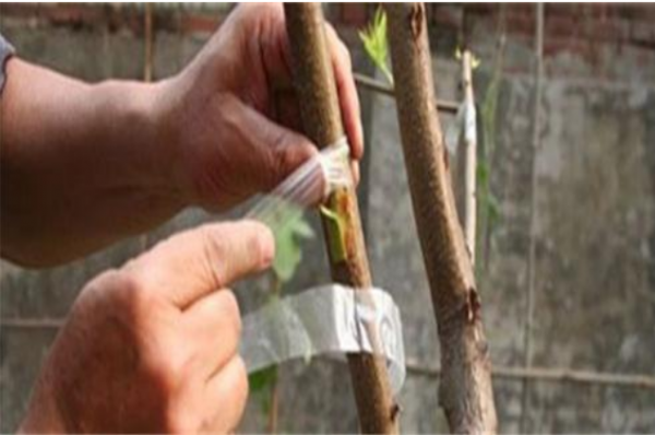 桃树几月份嫁接最合适