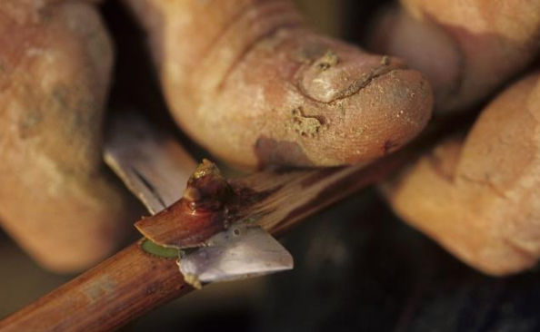 桃树几月份嫁接最合适