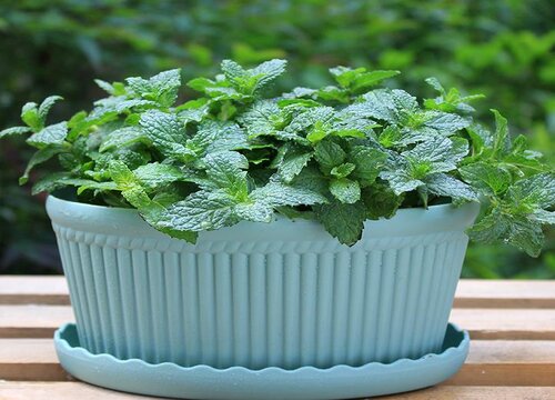 薄荷可以浇啤酒水吗