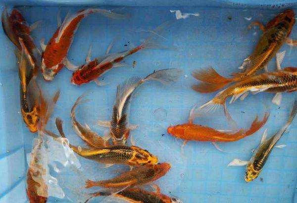 锦鲤趴缸是怎么回事