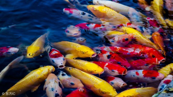 锦鲤趴缸是怎么回事