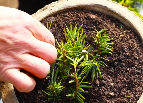 红豆杉扦插多久生根