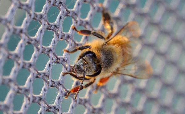 一只蜜蜂几条腿