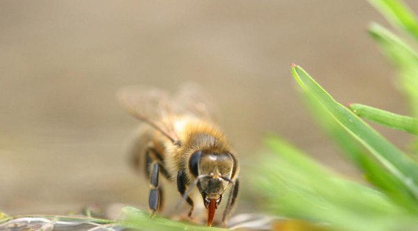 一只蜜蜂几条腿