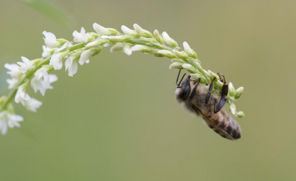 一只蜜蜂几条腿