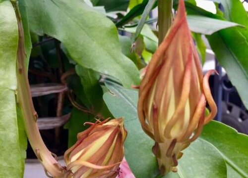 昙花花骨朵的样子