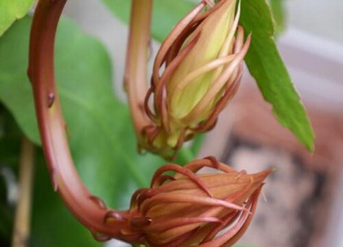 昙花花骨朵的样子
