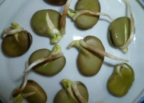蚕豆怎么发芽快