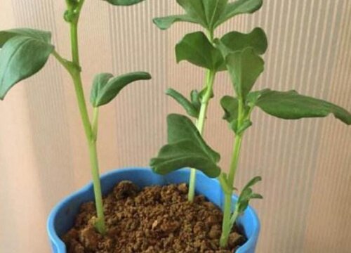 蚕豆怎么发芽快