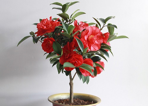 茶花怎么养护  养护技巧