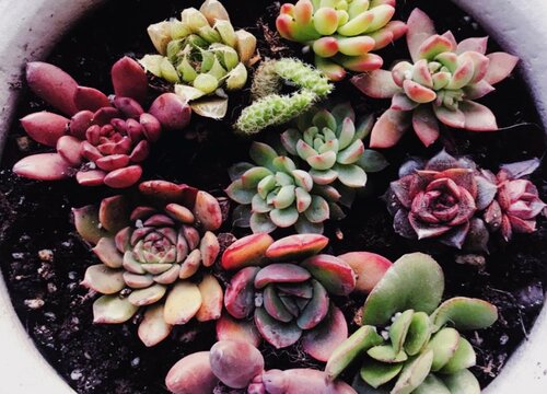 刚种的多肉要不要浇水