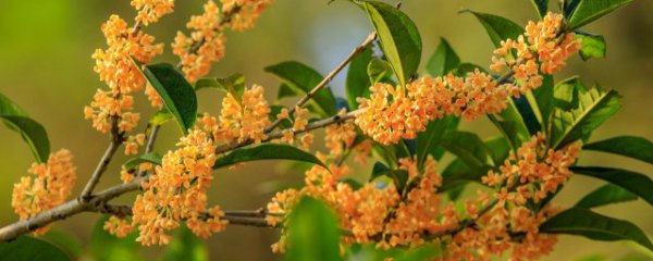 客厅适合摆放桂花盆景吗