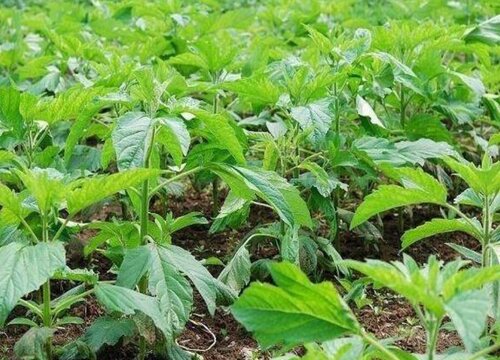 黑芝麻什么时候播种好