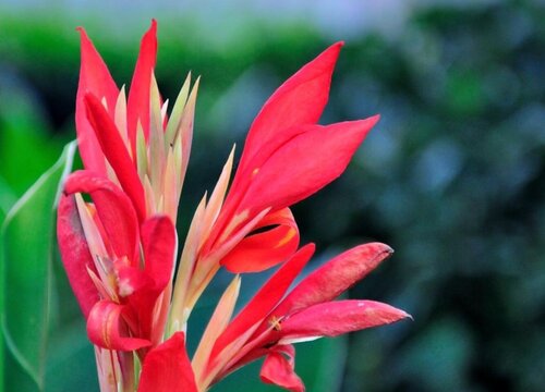 美人蕉的寓意与风水