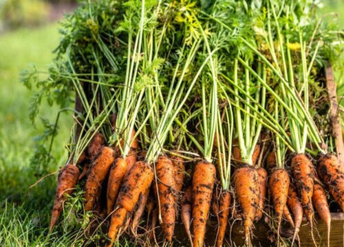 仓鼠可以吃胡萝卜吗