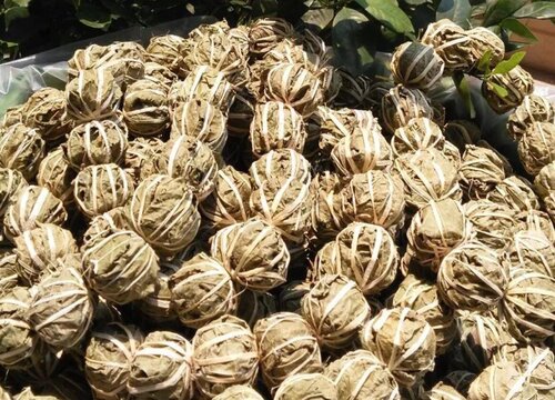 鹧鸪茶是什么树的叶子