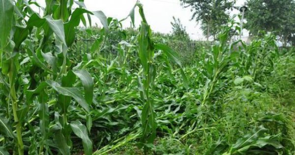 引起玉米倒伏的原因及解决方法