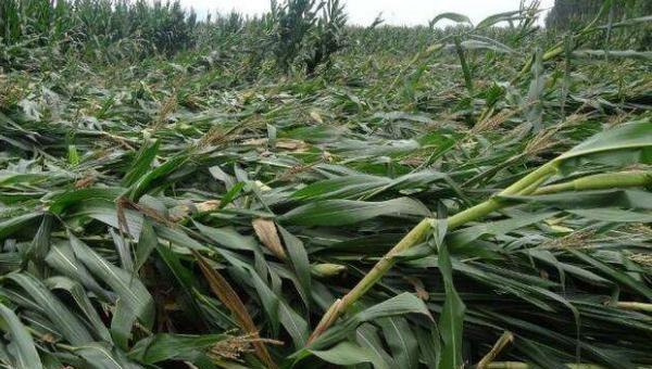 引起玉米倒伏的原因及解决方法