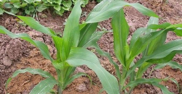 引起玉米倒伏的原因及解决方法