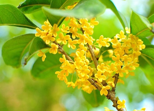 最香最浓的金桂品种