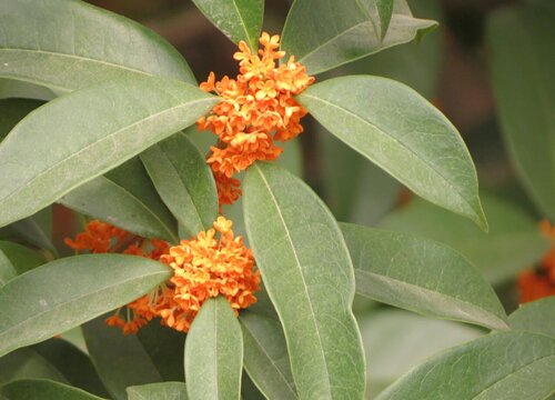 最香最浓的金桂品种