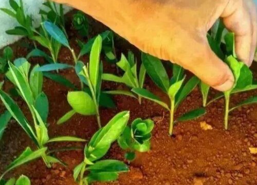 杜鹃扦插多久生根