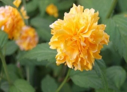 棣棠花花语和寓意