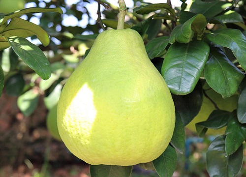 沙田柚什么时候成熟