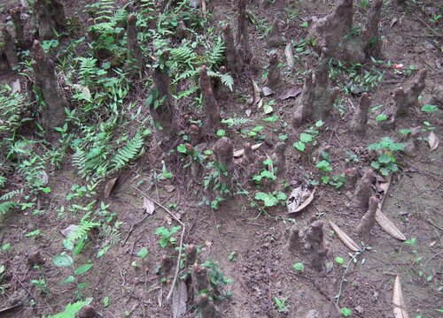 罗汉树的养殖方法和注意事项有哪些