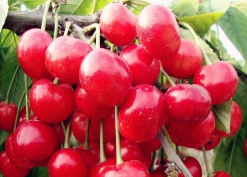 汉中樱桃什么时候成熟