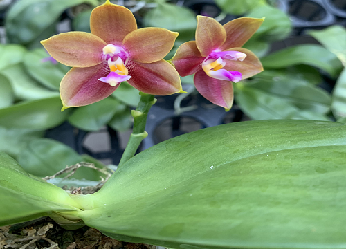 蝴蝶兰能不能晒太阳